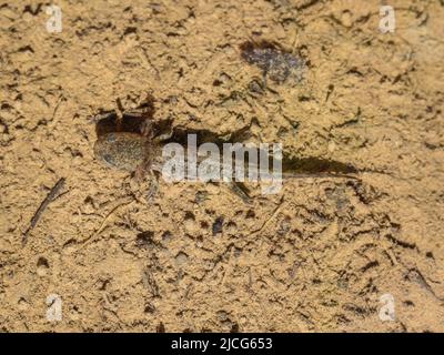 Unreife Jugendliche der Alpenmolch (lateinischer Name: Ichthyosaura alpestris) im Süßwasser am Berg Jadovnik in Westserbien Stockfoto