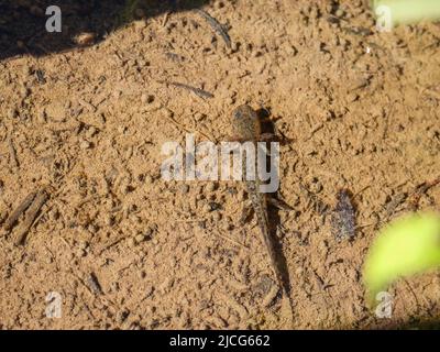 Unreife Jugendliche der Alpenmolch (lateinischer Name: Ichthyosaura alpestris) im Süßwasser am Berg Jadovnik in Westserbien Stockfoto