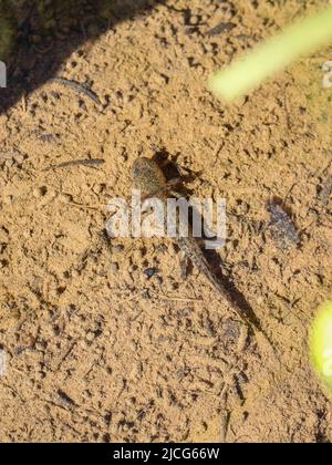 Unreife Jugendliche der Alpenmolch (lateinischer Name: Ichthyosaura alpestris) im Süßwasser am Berg Jadovnik in Westserbien Stockfoto