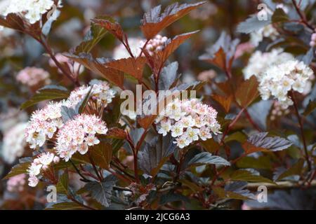 Physocarpus opulifolius Sommerwein Ninebark Sommerwein dunkelviolette burgunderrote Blätter mit Büscheln weißer Blüten im Frühling Stockfoto