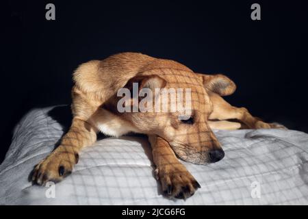 Ein Käfig Mischlingshund liegt traurig auf einer weißen Decke im Dunkeln mit Schatten eines Käfigs auf dem Fell Stockfoto