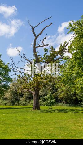 Dying English Oak Tree, Quercus robur, Stockfoto
