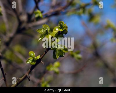 Nahaufnahme des Zweiges des Kaki-Baumes oder diospyros Kaki mit jungen grünen Blättern, die im Obstgarten wachsen. Selektiver Fokus mit unscharfem Hintergrund Stockfoto