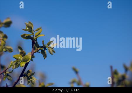 Naturhintergrund von Ästen von Persimmonbaum oder diospyros Kaki gegen den blauen Himmel mit selektivem Fokus. Natürlicher Rahmen mit leerem Platz für Text Stockfoto