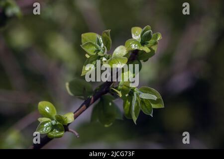 Nahaufnahme des Zweiges des Kaki-Baumes oder diospyros Kaki mit jungen grünen Blättern, die im Obstgarten wachsen. Selektiver Fokus mit unscharfem Hintergrund Stockfoto