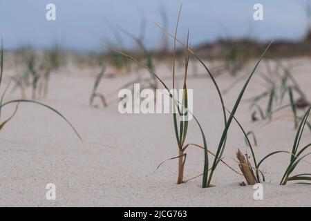 Nahaufnahme von Sand mit Strandgras (Ammophila), auch als Marrammrasen, Psamma oder Sandreed bezeichnet, mit selektivem Fokus und verschwommenem Hintergrund Stockfoto