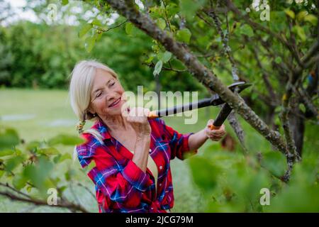 Ältere Frau im Sommer im Garten, Äste schneiden und Obstbaum schneiden, Gartenarbeit Konzept. Stockfoto