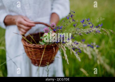 Nahaufnahme einer älteren Frau mit Korb auf der Wiese im Sommer Sammeln von Kräutern und Blumen, natürliche Medizin Konzept. Stockfoto
