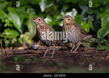 Song Thrush (Turdus philomelos) Baby mit erwachsenen Eltern Norwich GB UK Juni 2022 Stockfoto