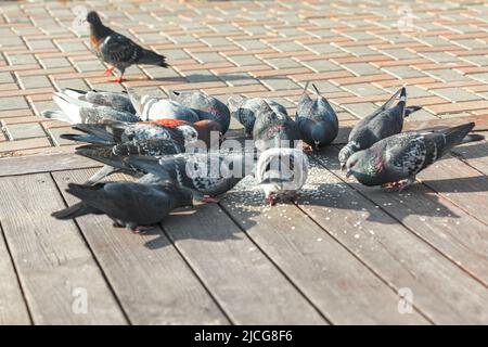 Tauben essen auf einer Straße. Urbane Vögel auf dem Bürgersteig Stockfoto