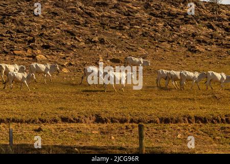 Anicuns, Goiás, Brasilien – 11. Juni 2022: Landschaft mit trockener Vegetation und einer Reihe von Rindern, die entlang der AUTOBAHN GO-156 grasen. Stockfoto