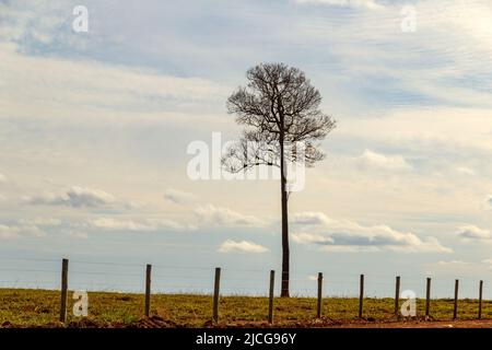 Anicuns, Goiás, Brasilien – 11. Juni 2022: Ein trockener Baum, ohne Blätter, hinter einem Zaun und blauem Himmel im Hintergrund. Autobahn GO-156. Stockfoto