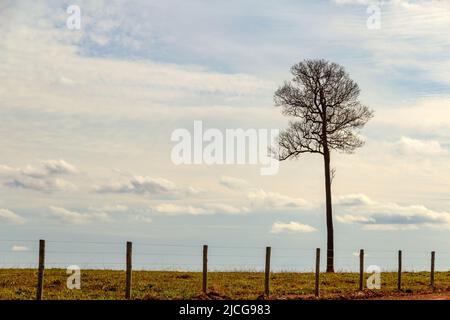 Anicuns, Goiás, Brasilien – 11. Juni 2022: Ein trockener Baum, ohne Blätter, hinter einem Zaun und blauem Himmel im Hintergrund. Autobahn GO-156. Stockfoto