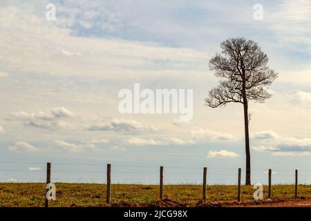 Anicuns, Goiás, Brasilien – 11. Juni 2022: Ein trockener Baum, ohne Blätter, hinter einem Zaun und blauem Himmel im Hintergrund. Autobahn GO-156. Stockfoto