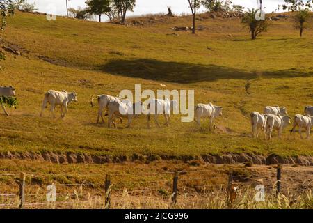 Anicuns, Goiás, Brasilien – 11. Juni 2022: Landschaft mit trockener Vegetation und einer Reihe von Rindern, die entlang der AUTOBAHN GO-156 grasen. Stockfoto