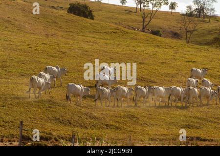 Anicuns, Goiás, Brasilien – 11. Juni 2022: Landschaft mit trockener Vegetation und einer Reihe von Rindern, die entlang der AUTOBAHN GO-156 grasen. Stockfoto