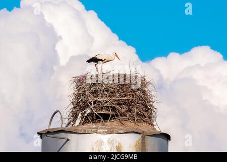 Storch im Nest auf dem Dach des Wasserturms vor blauem Himmel und weißen Wolken Stockfoto