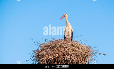 Storch im Nest auf dem Dach gegen den blauen Himmel Stockfoto