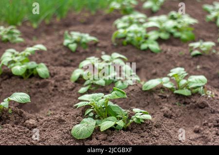 Junge Bio-Kartoffeln wachsen auf dem Boden.Kartoffelsträucher im Garten Stockfoto