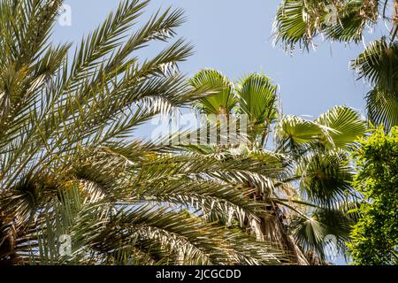 Palmen und andere tropische Vegetation vor einem klaren, strahlend blauen Himmel. Stockfoto