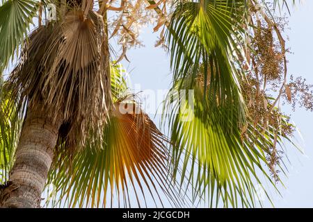 Eine tropische Palme mit bunten Blättern vor einem blauen Himmel Hintergrund. Stockfoto
