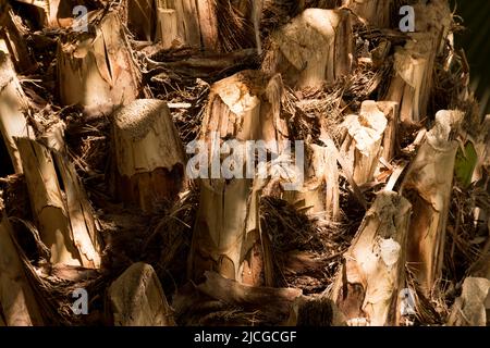 Eine Nahaufnahme des Stammes einer Palme, während Sonnenlicht durch den Schatten bricht. Stockfoto