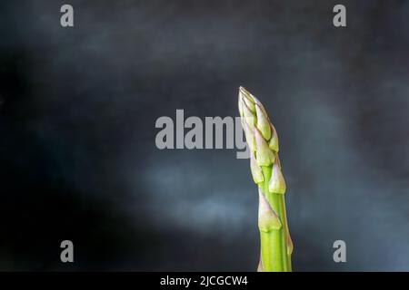 Frischer Spargel schießt auf dunklem Hintergrund Stockfoto