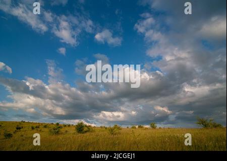 Blick auf die Hügellandschaft mit Wacholderbäumen, unter blauem Himmel auf die Sommerlandschaft Stockfoto