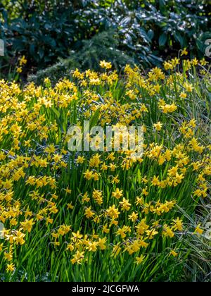 Narzissen wachsen in einem britischen Wald. Stockfoto