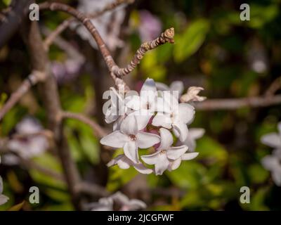 Die rosa Blüten der Daphne bholua 'Jacqueline Postill' wachsen im Winter in einem britischen Garten. Stockfoto