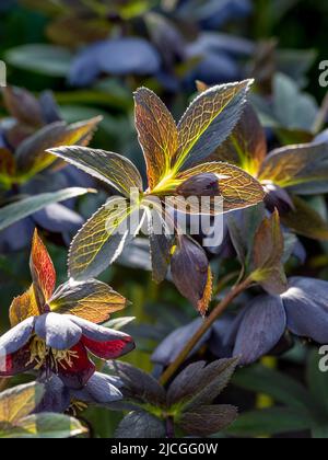 Backlit Helleborus x hybridus Ashwood Garden Hybriden blühen in einem britischen Garten. Stockfoto