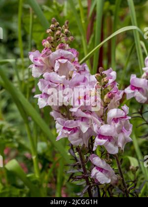 Antirrhinum majus 'Bronze Dragon' wächst in einem britischen Garten. Stockfoto