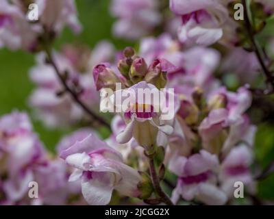 Antirrhinum majus 'Bronze Dragon' wächst in einem britischen Garten. Stockfoto