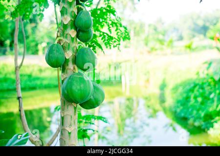 Papaya-Baum (Solo-Sorte) mit unreifen Früchten, die hohe Mengen an Antioxidantien enthalten - kann für Herzerkrankungen, Diabetes, Krebs, Gewichtsverlust helfen Stockfoto