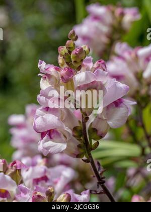 Antirrhinum majus 'Bronze Dragon' wächst in einem britischen Garten. Stockfoto