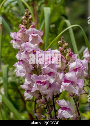 Antirrhinum majus 'Bronze Dragon' wächst in einem britischen Garten. Stockfoto