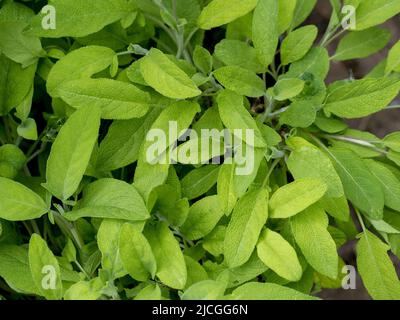 Salvia officinalis, allgemein bekannt als Salbei, der in einem Kräutergarten wächst. Stockfoto