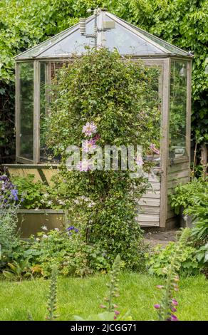 Clematis Josephine wächst im Sommer vor einem alten sechseckigen Gewächshaus in einem kleinen britischen Garten. Stockfoto