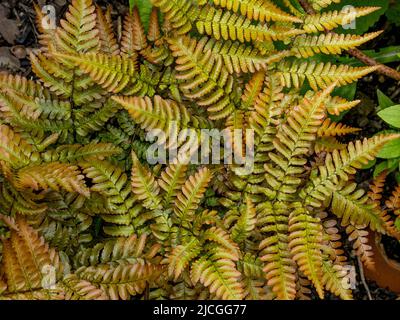 Herbstfarn, Dryopteris erythrosora, auch bekannt als japanischer Schildfarn, wächst in einem britischen Garten. Stockfoto