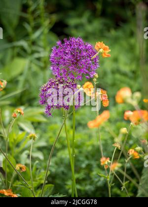 Allium 'Purple Sensation' wächst mit Geum Totally Tangerine in einem britischen Garten. Stockfoto