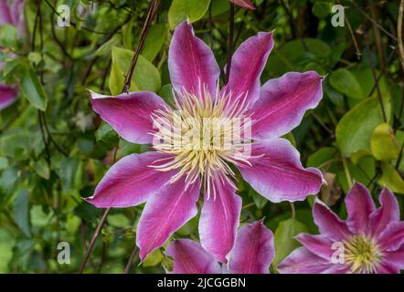 Nahaufnahme einer halbdoppelten Clematis-Josephine-Blume, die in einem britischen Garten wächst. Stockfoto