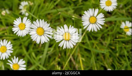Panorama von gewöhnlichen Gänseblümchen, die auf einem Rasen wachsen. Stockfoto
