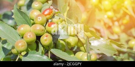 Jojoba-Baum Zweige mit Früchten. Saftige Früchte chinesischer Datteln auf Ästen Stockfoto
