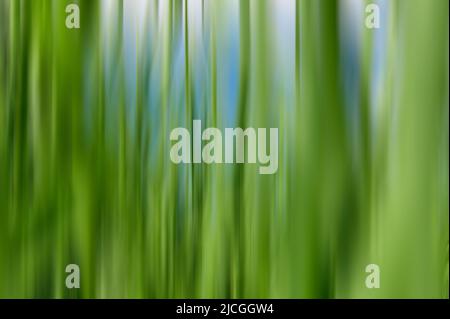Natürlicher Hintergrund, grünes Gras. Verschwommene Bewegung. Grünes Gras Nahaufnahme als Hintergrund. Leuchtend grünes Gras. Stockfoto