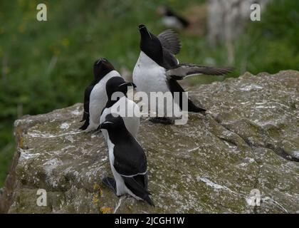 Razorbill (Alca torda), kleine Gruppe auf Felsen sitzend, Lunga, Treshnish Isles, Inner Hebrides, Schottland Stockfoto