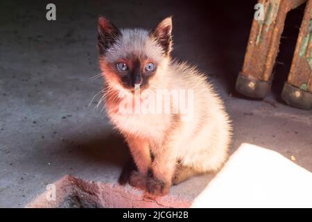 Blauäugiger Katzenkopf starrt neugierig, schönes Kätzchen. Stockfoto