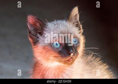 Blauäugiger Katzenkopf starrt neugierig, schönes Kätzchen. Stockfoto