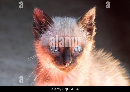 Blauäugiger Katzenkopf starrt neugierig, schönes Kätzchen. Stockfoto