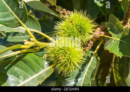 Grüne Stacheligel aus Kastanienfrüchten auf dem Baum. Stockfoto