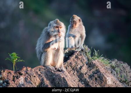 Zwei Erwachsene Affen sitzen und essen etwas. Stockfoto